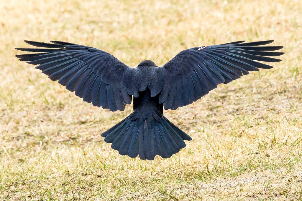 American Crow by aezoss is licensed under CC BY-NC-ND 2.0